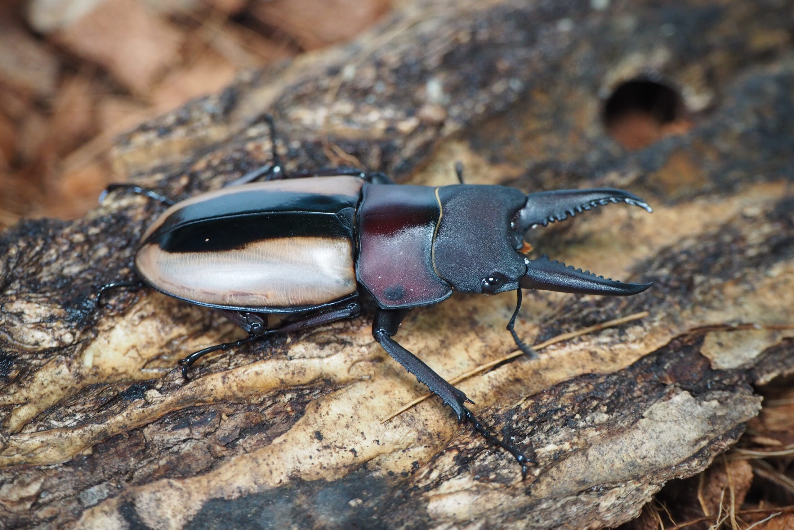 フルストルファーノコギリ