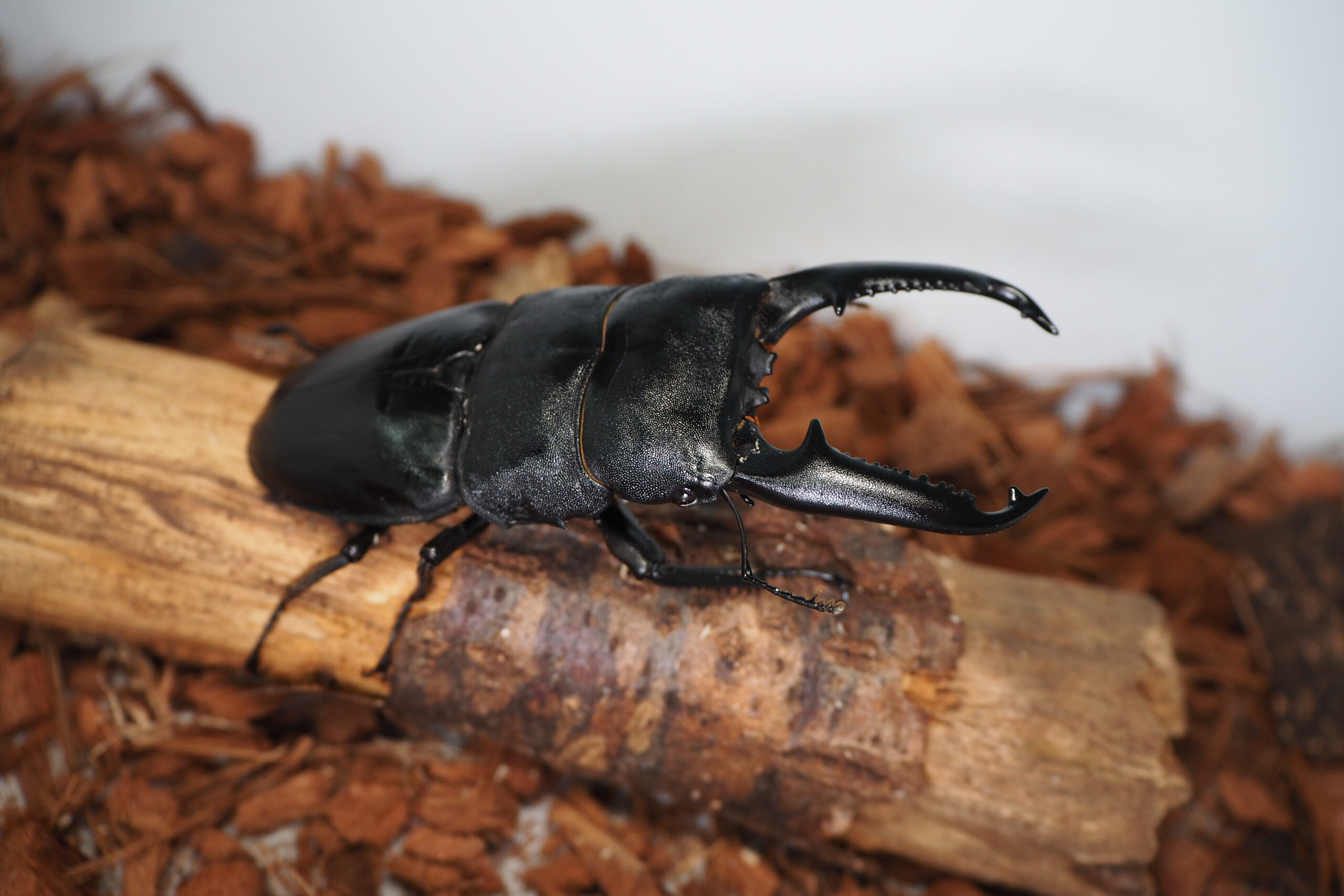 パラワンオオヒラタ