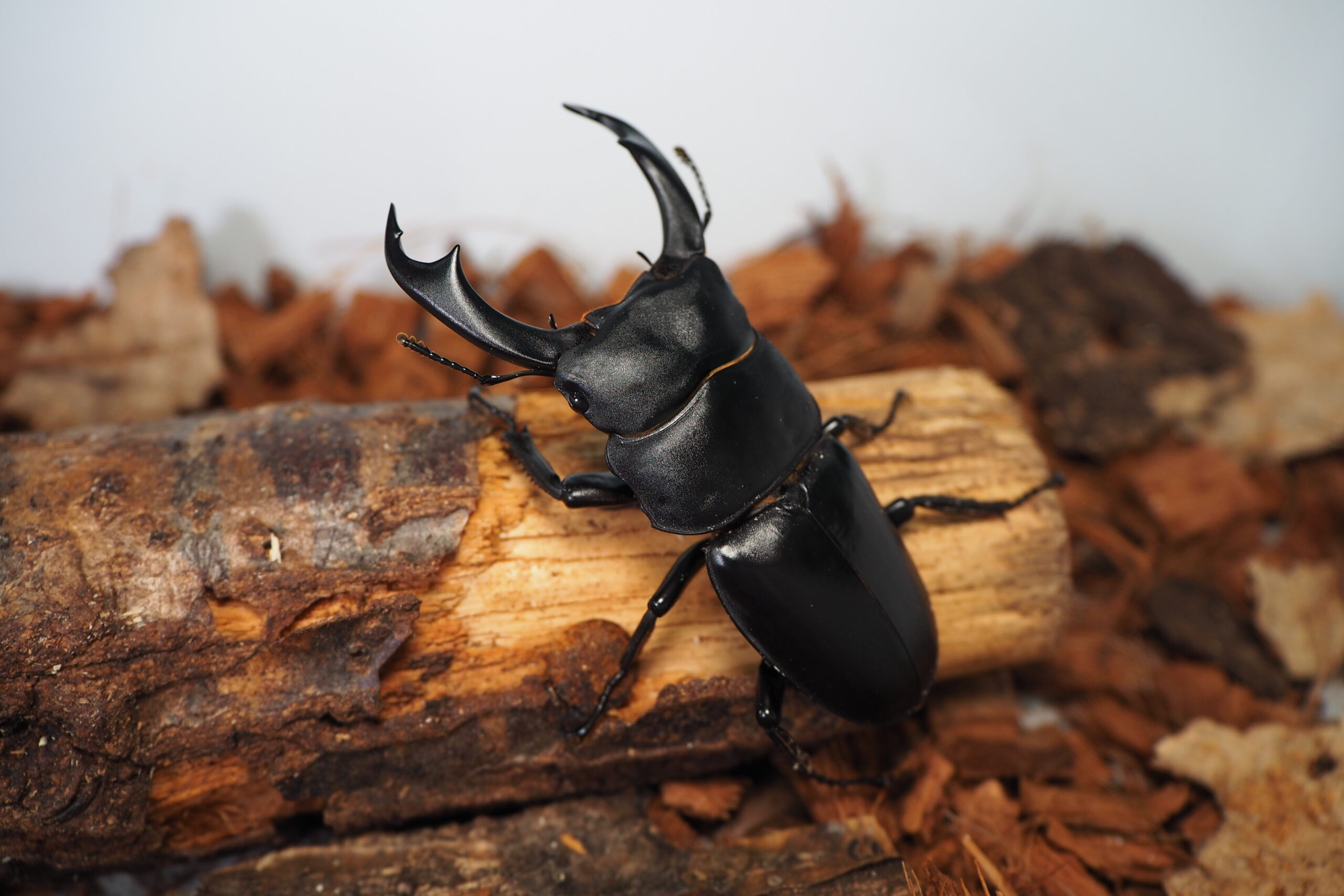 シェンクリングオオクワガタ