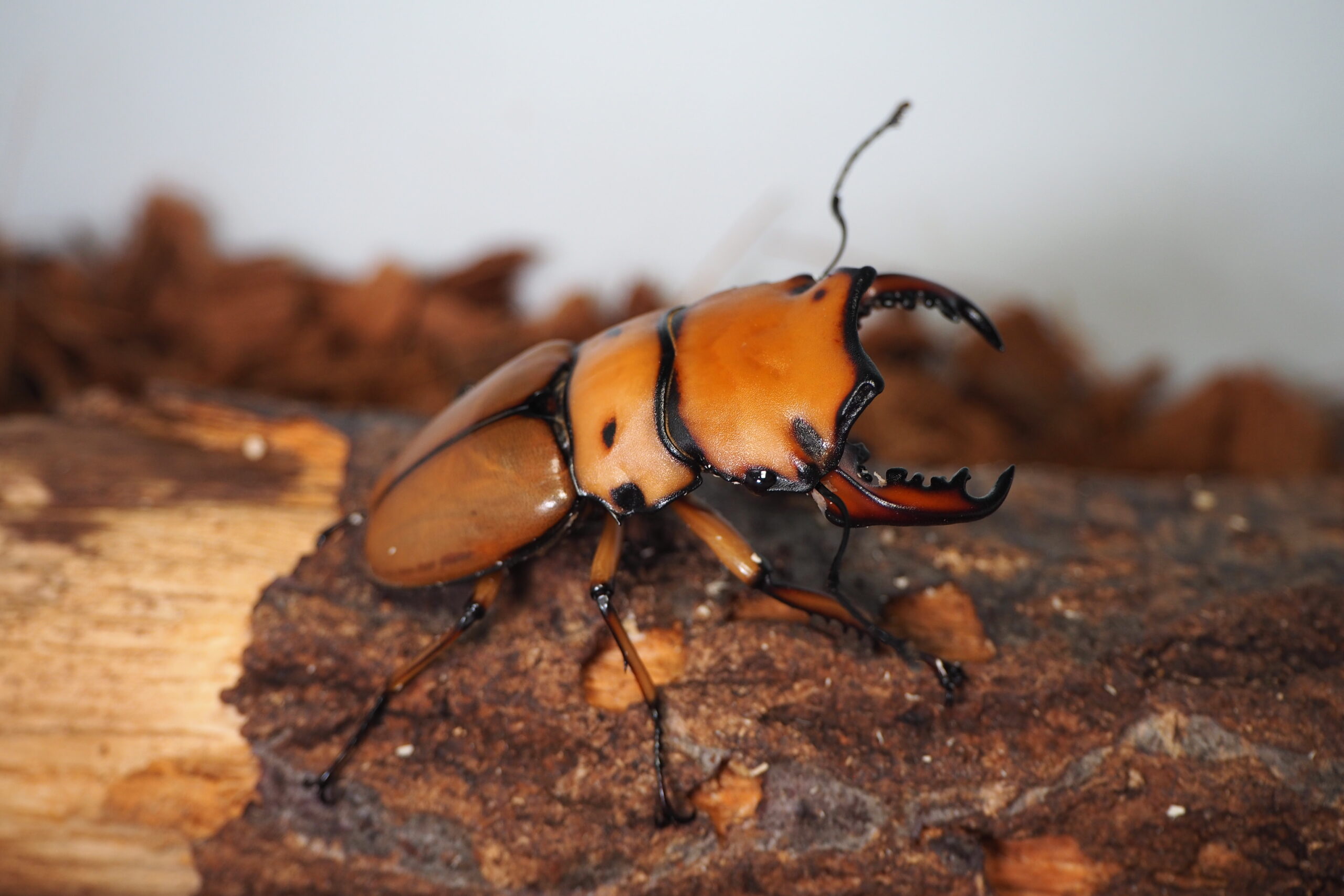 メンガタメリー