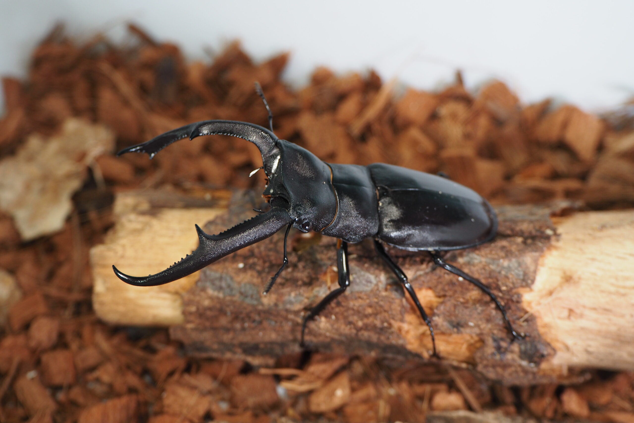 マンディブラリスフタマタクワガタ