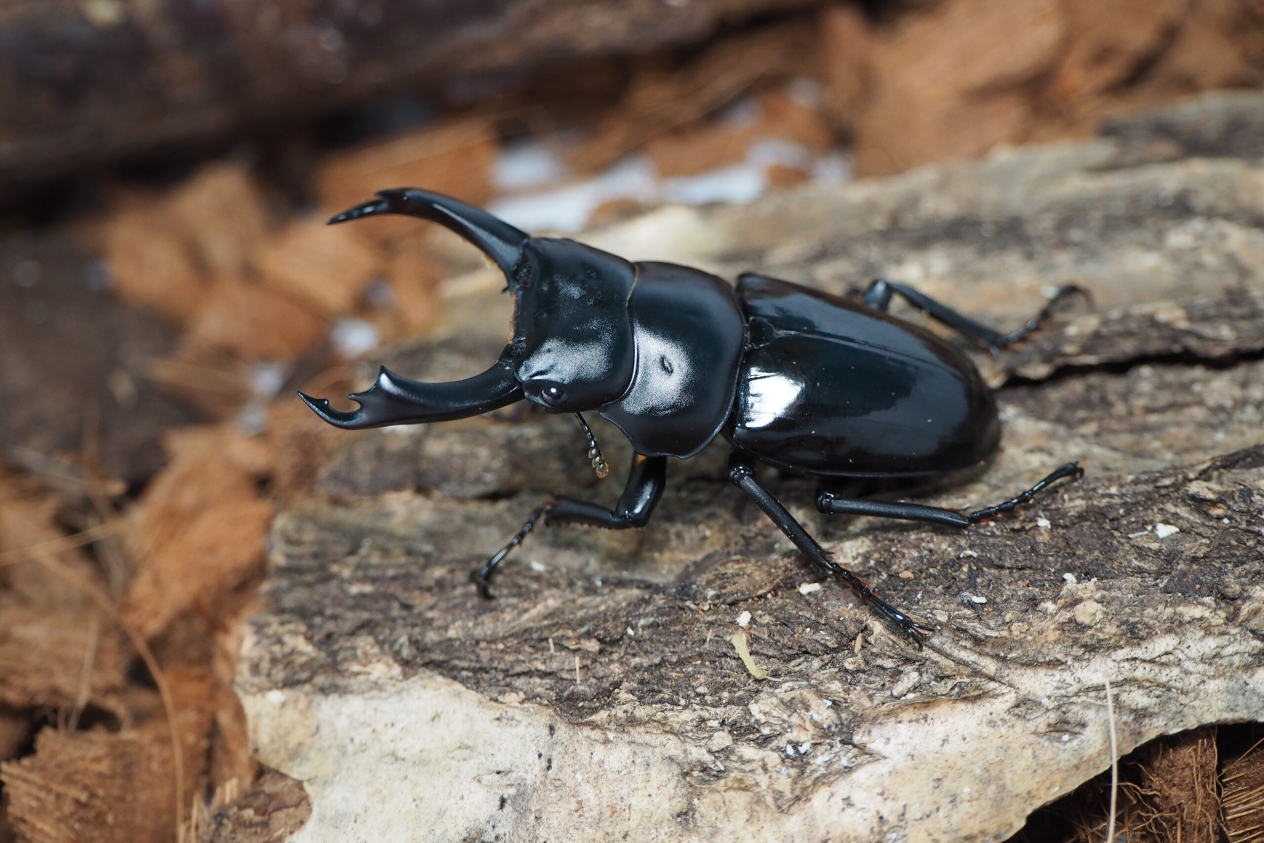 セメノウコクワガタ