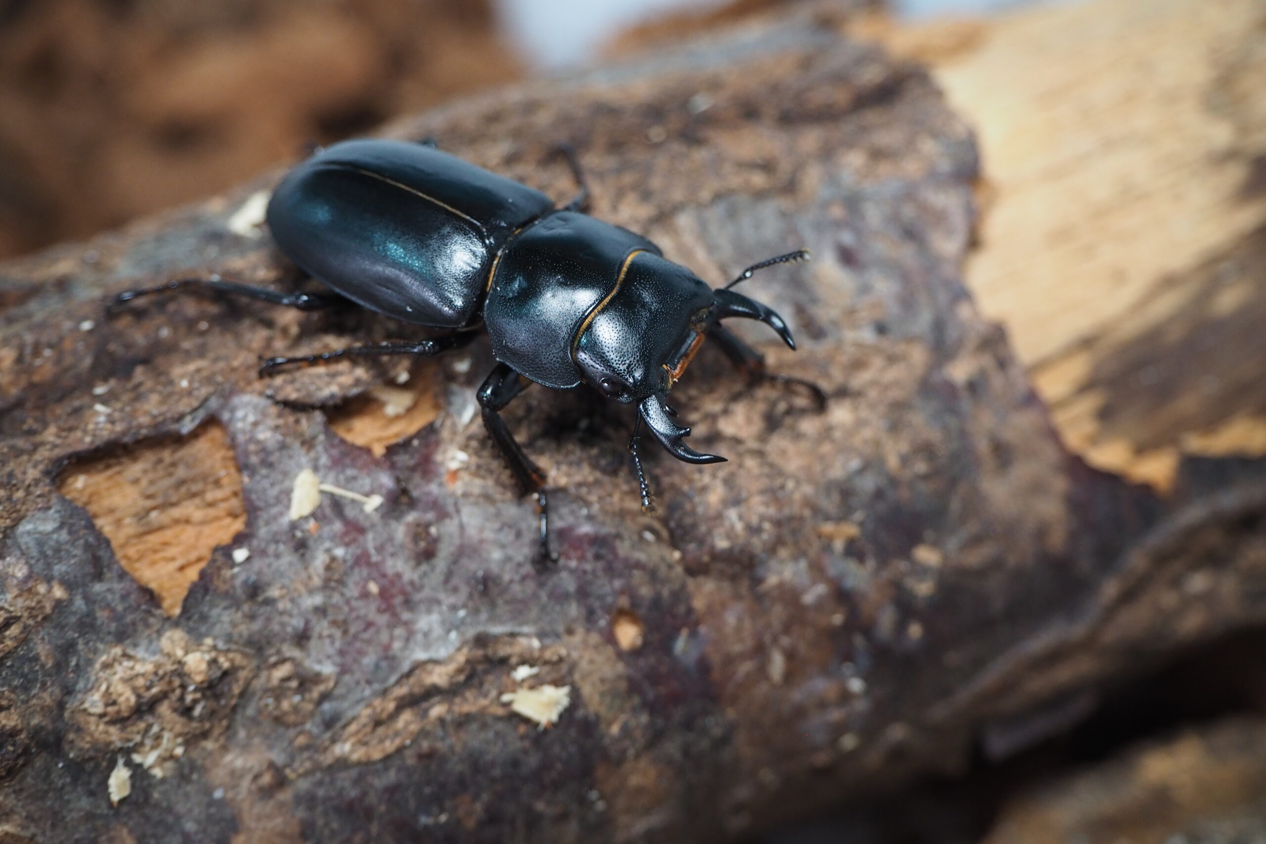 ダビディスコクワガタ