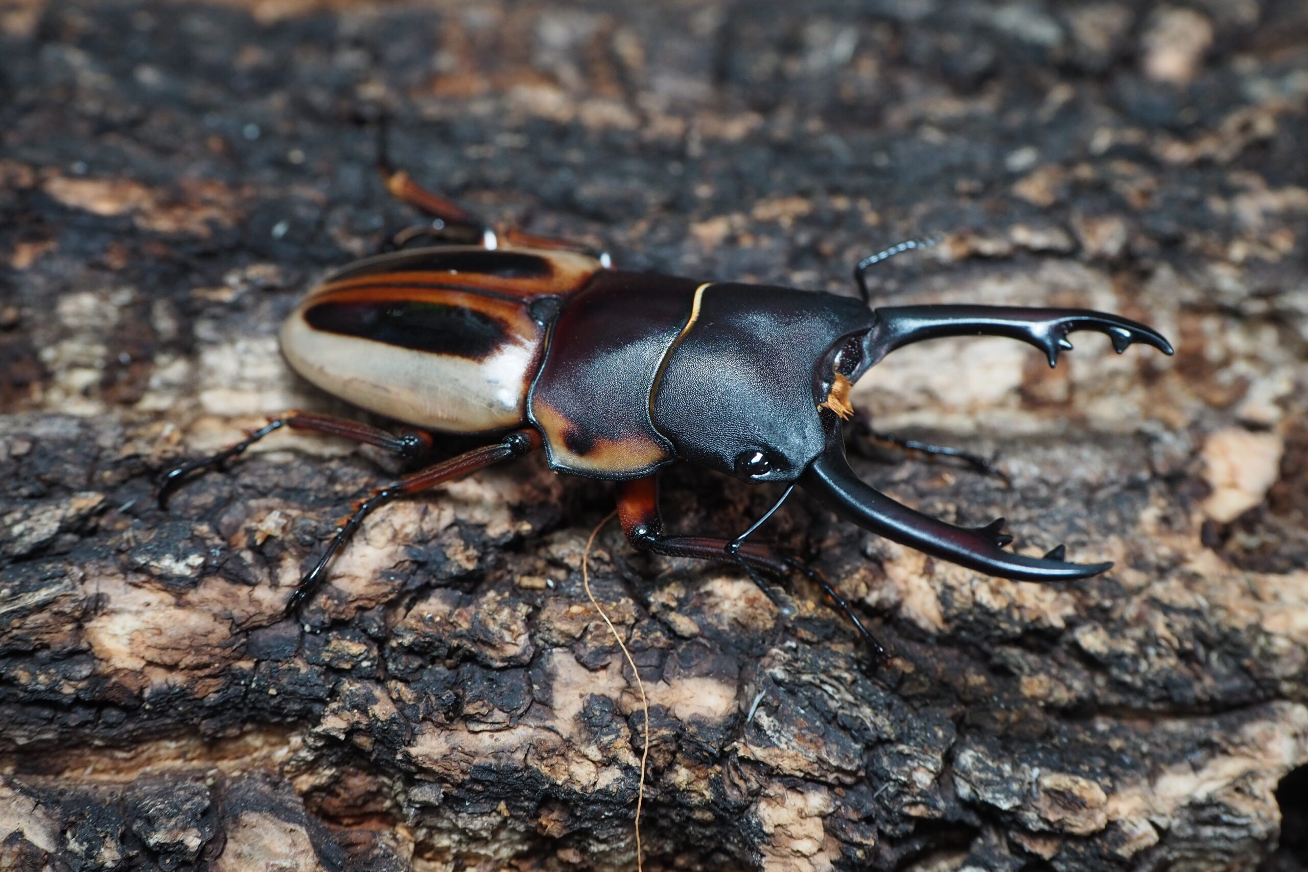 ラテラリスマイリーン