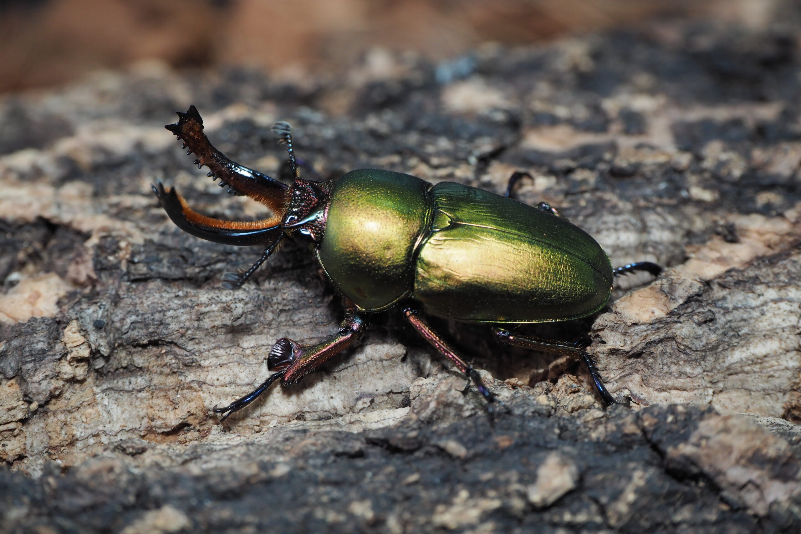 パプキンワメナ