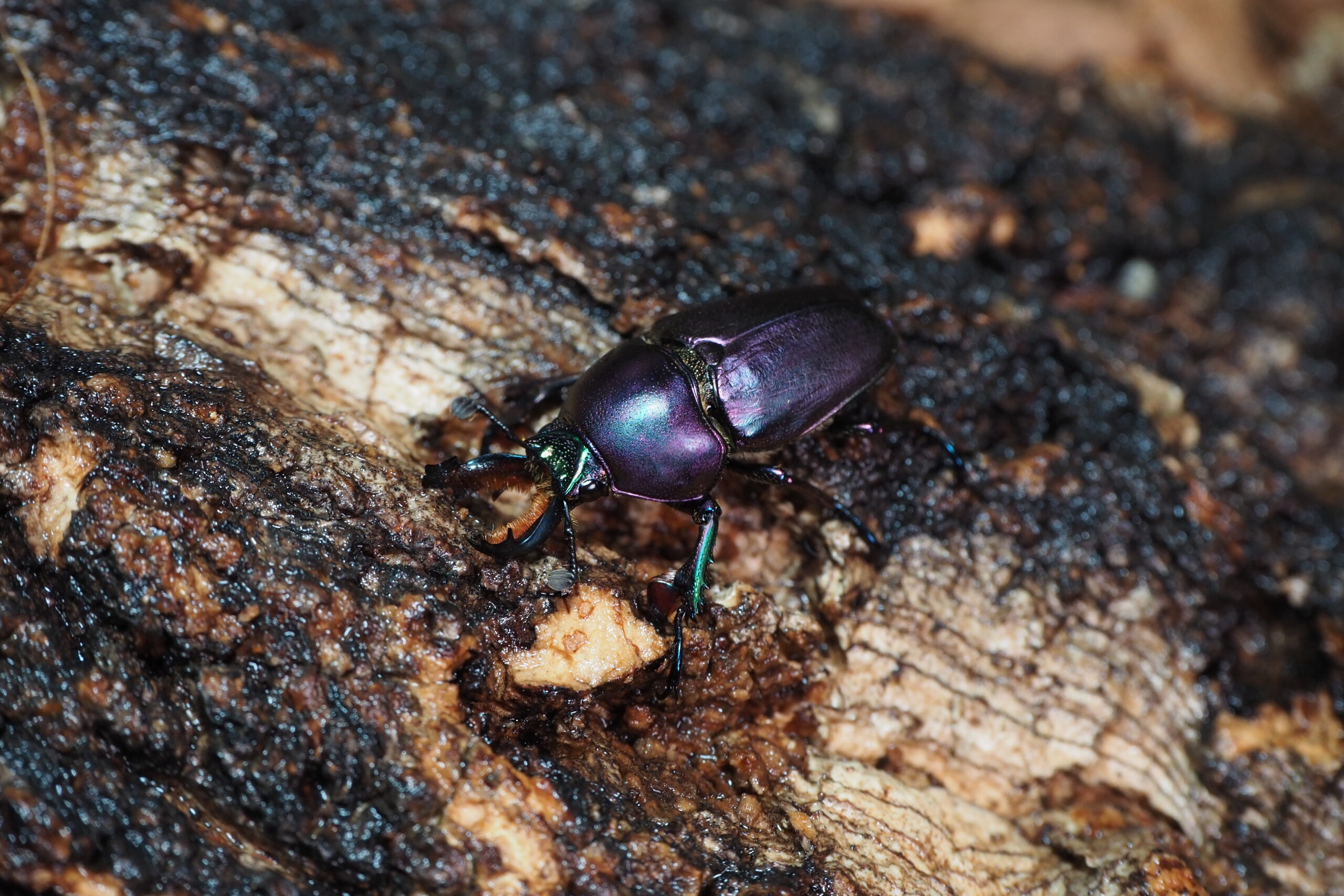 パプキンマジョーラ