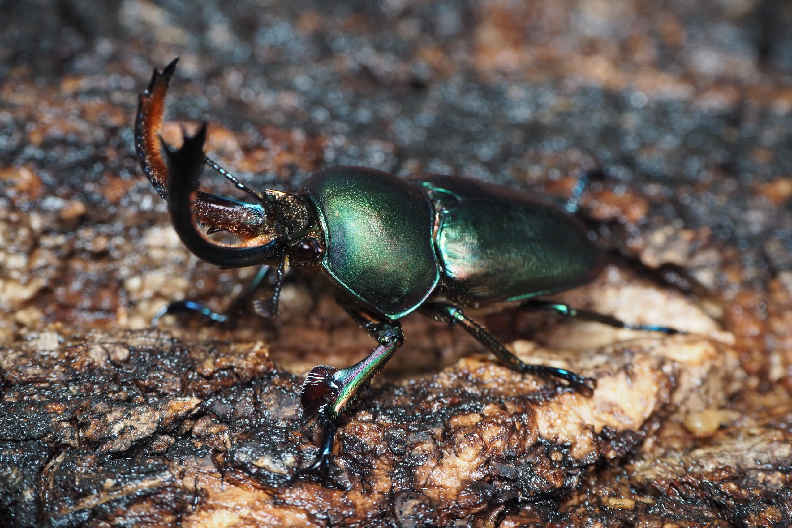 パプキンマジョグリ