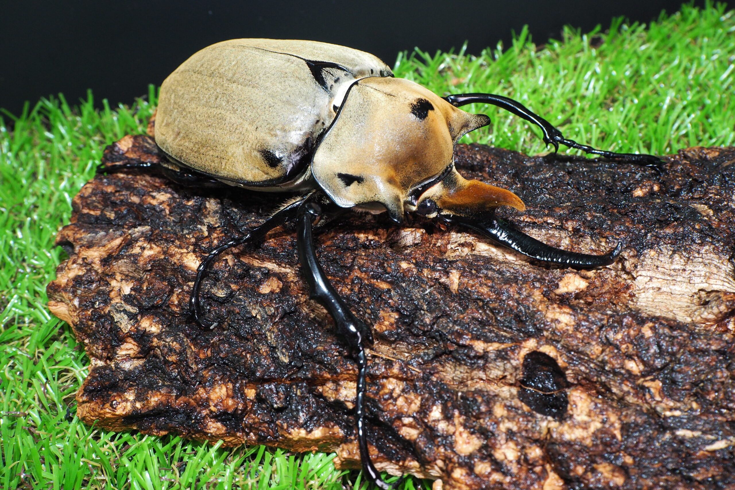 みもエレファス