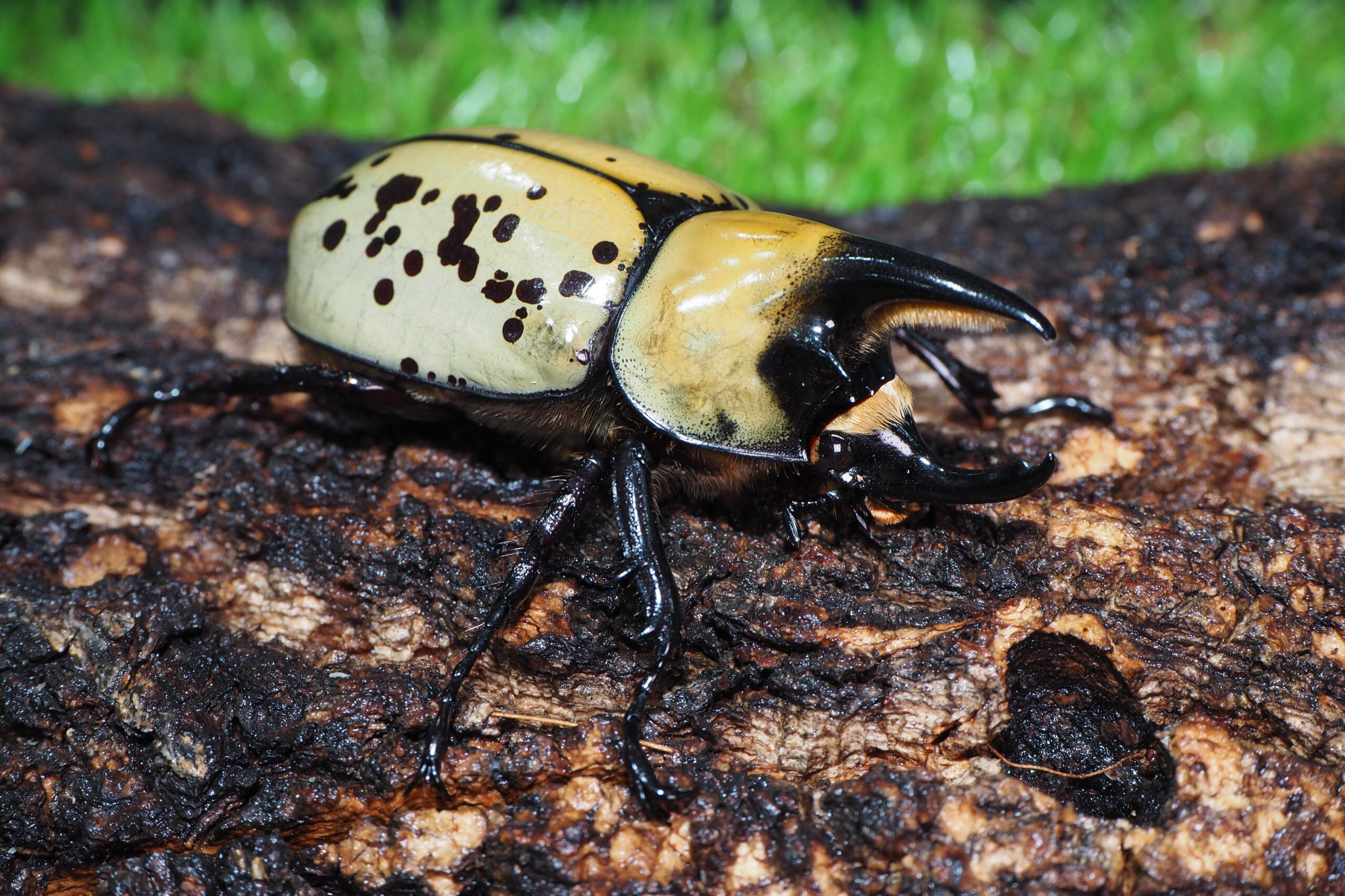 みもティティウス