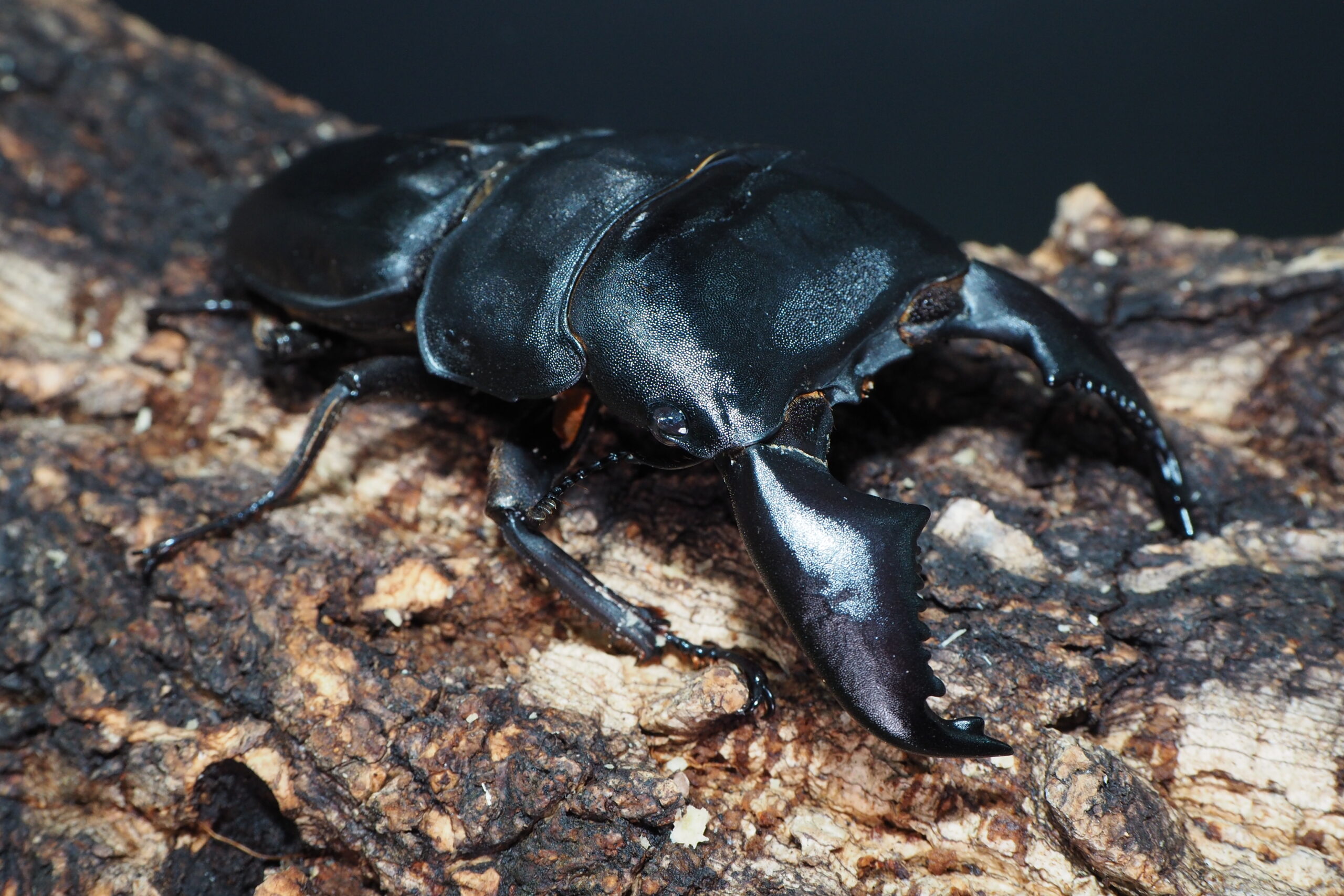 みもスマトラ97mm