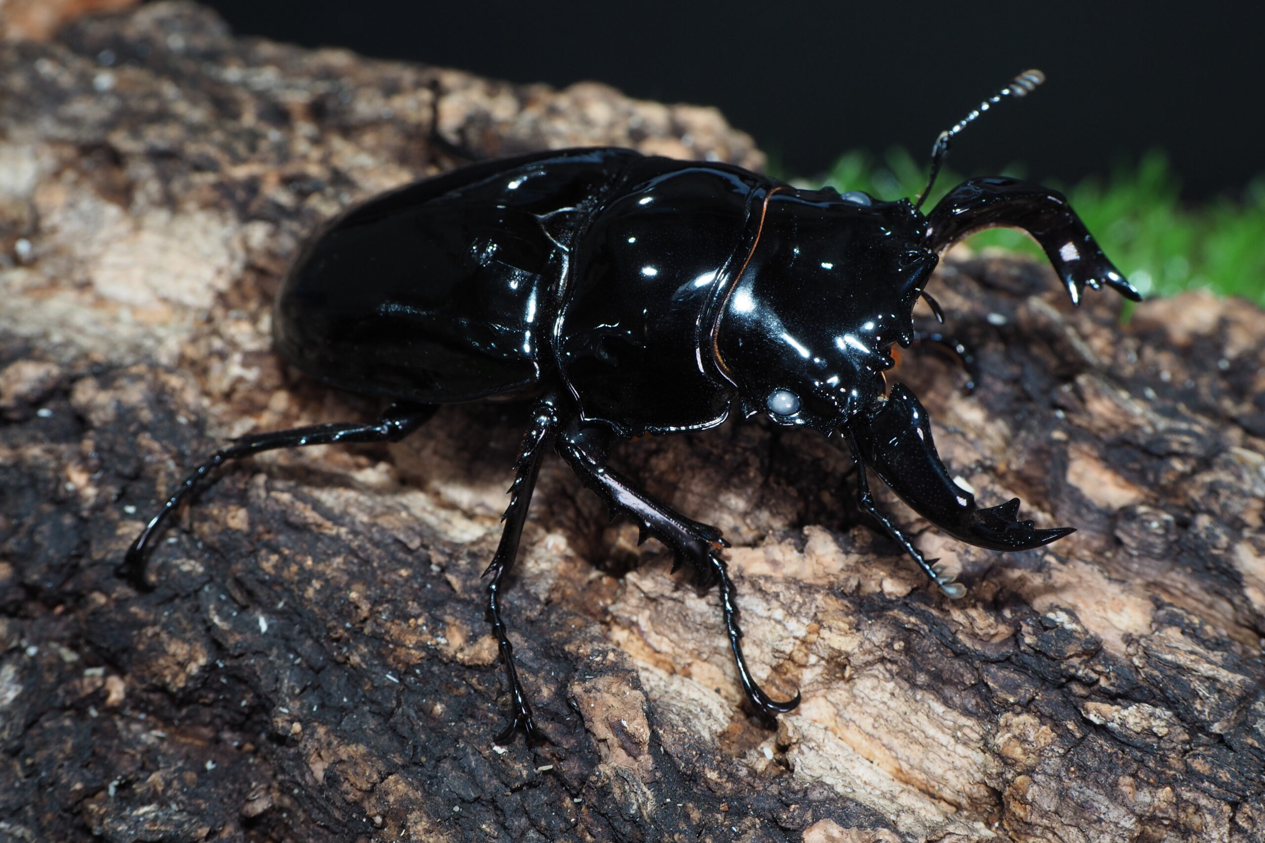 みもタランドゥス