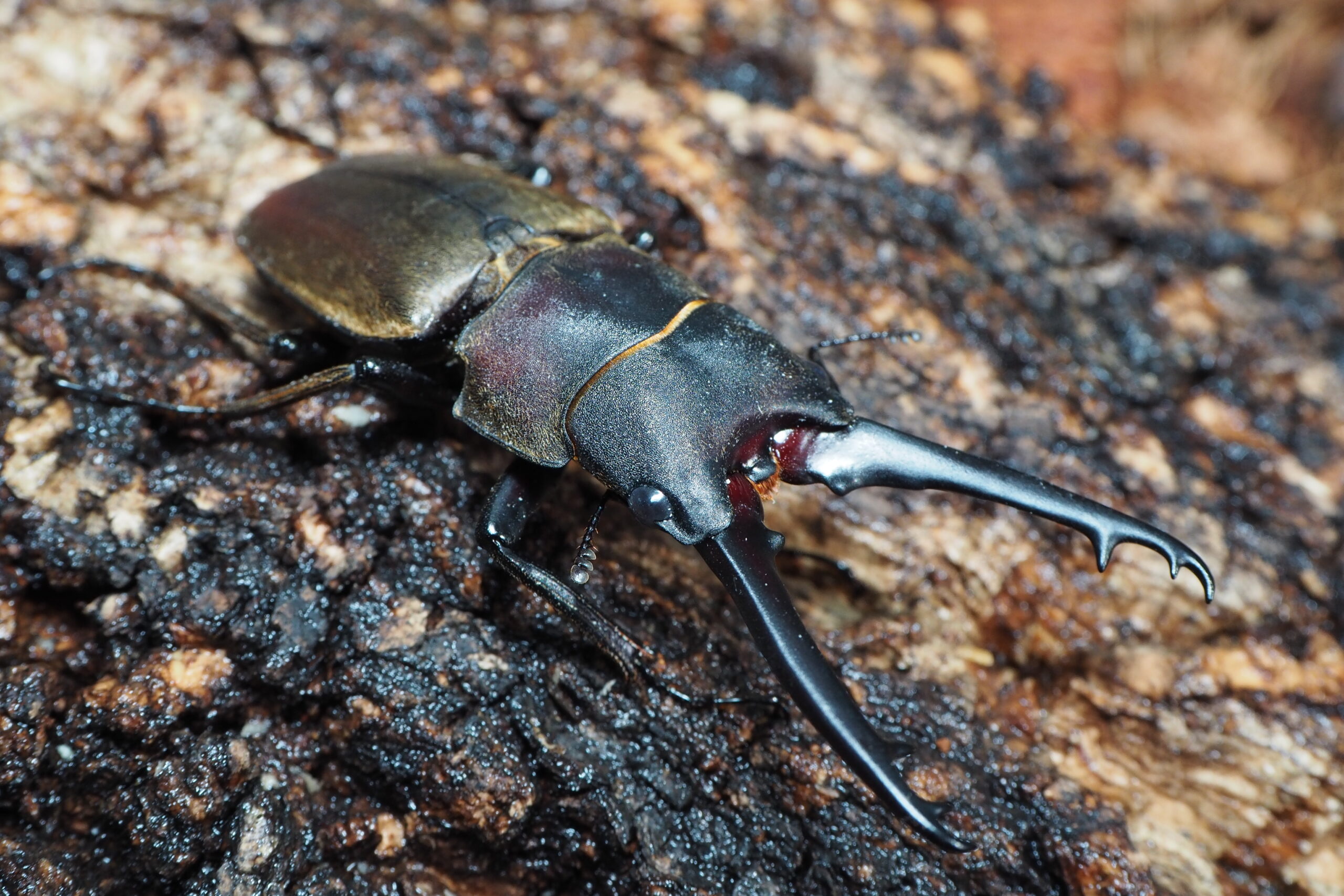 ドエスブルグノコギリ