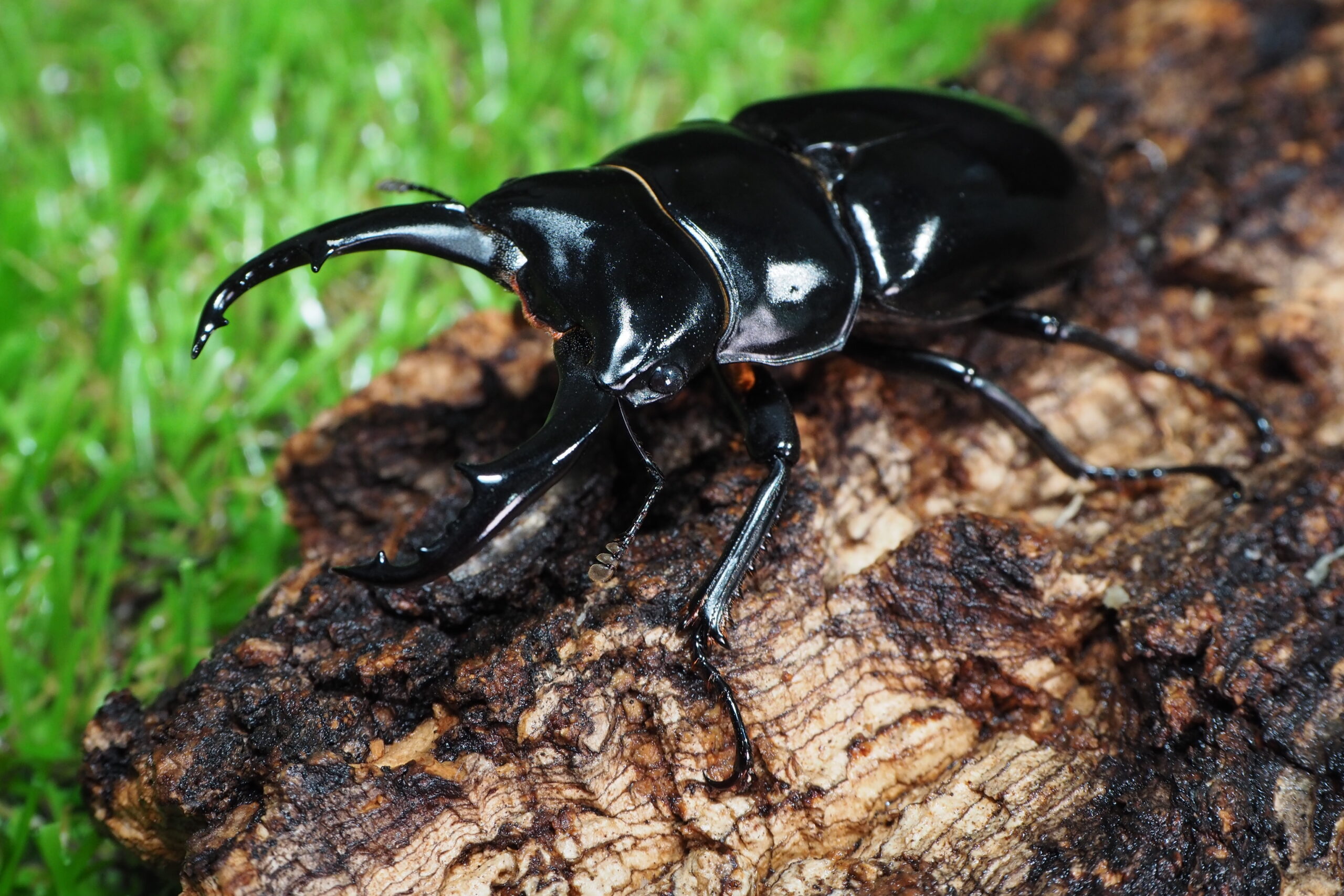 みもネパレンシス