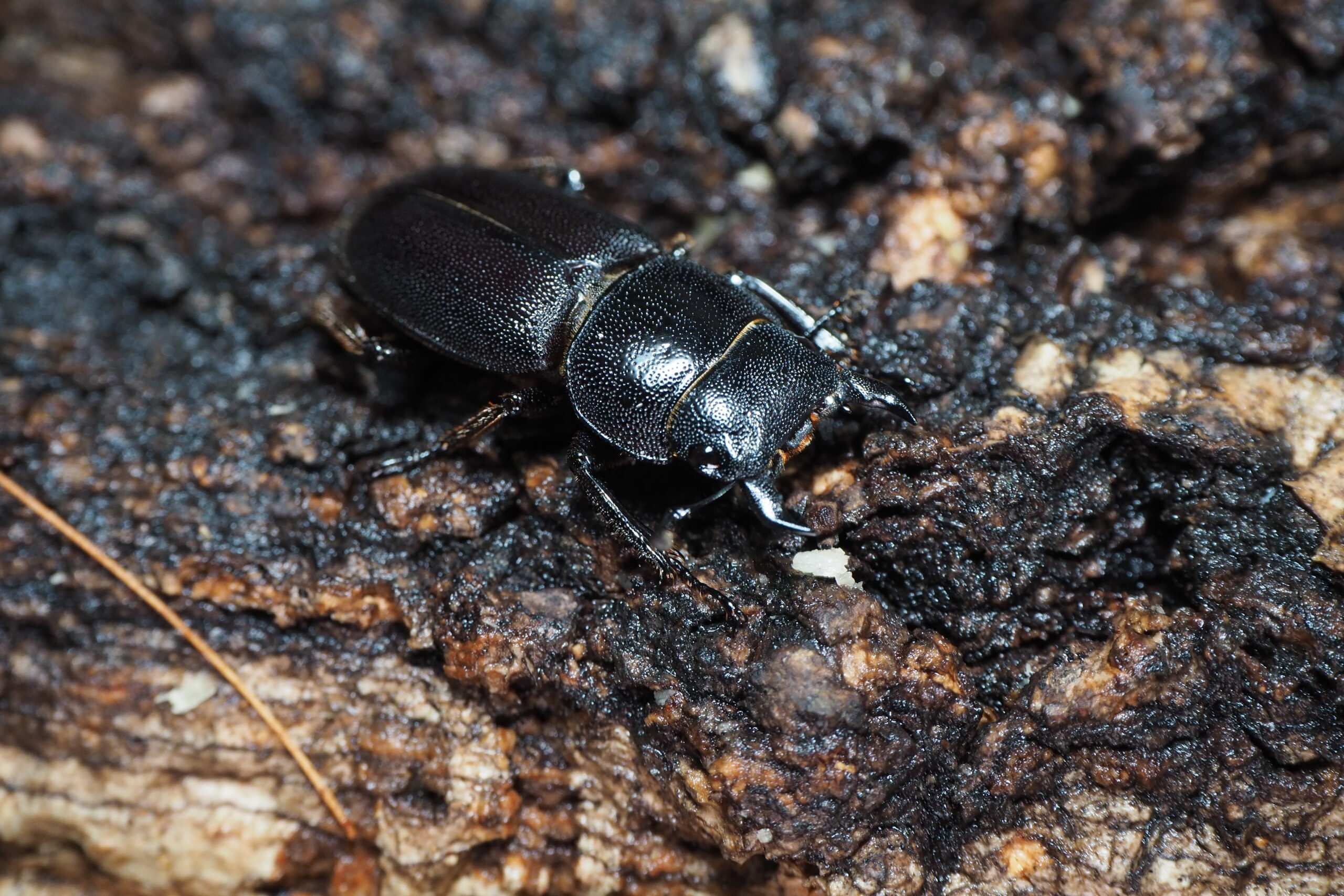 みもミヤマヒラタ