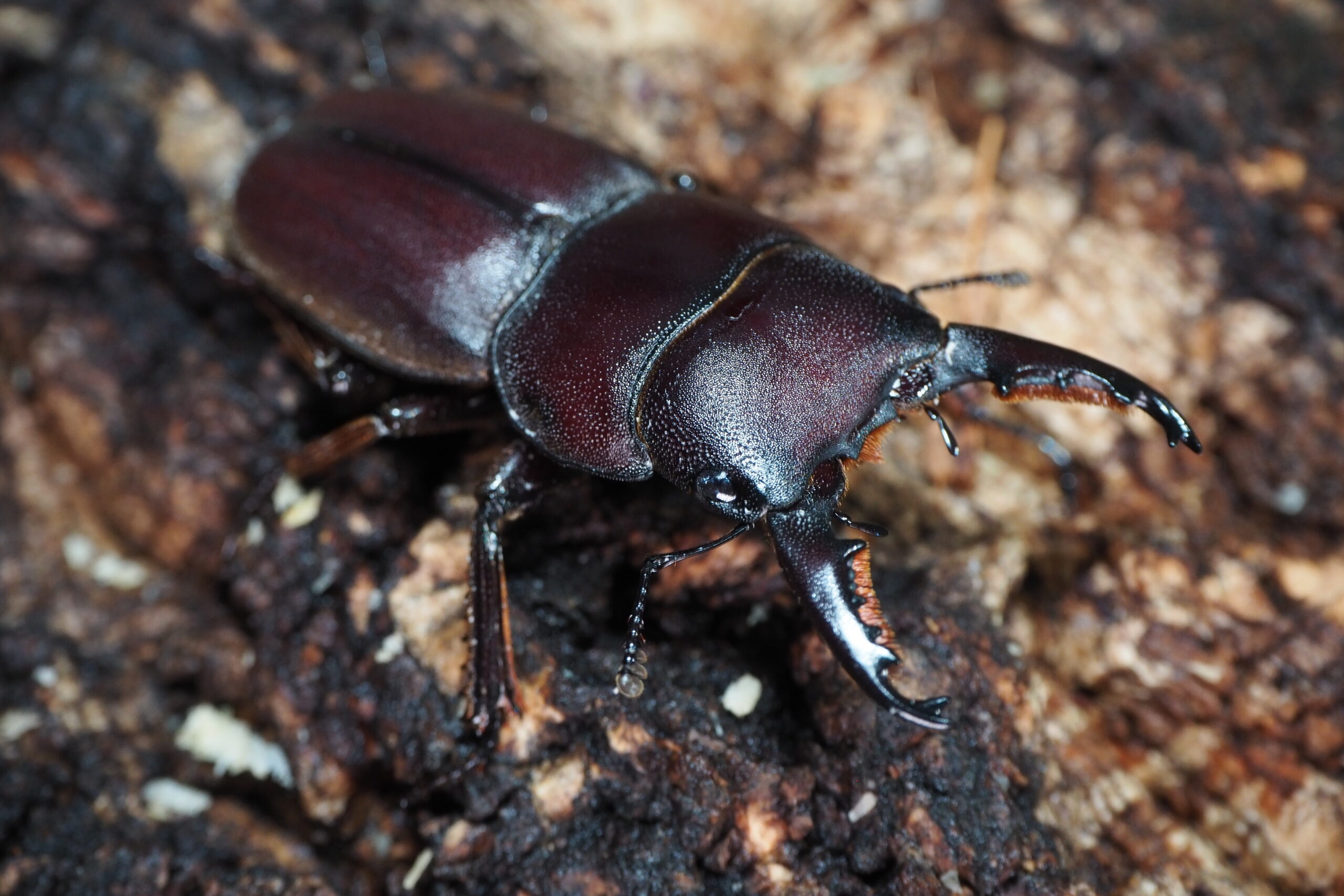 みもタウルスジャンピアヌス