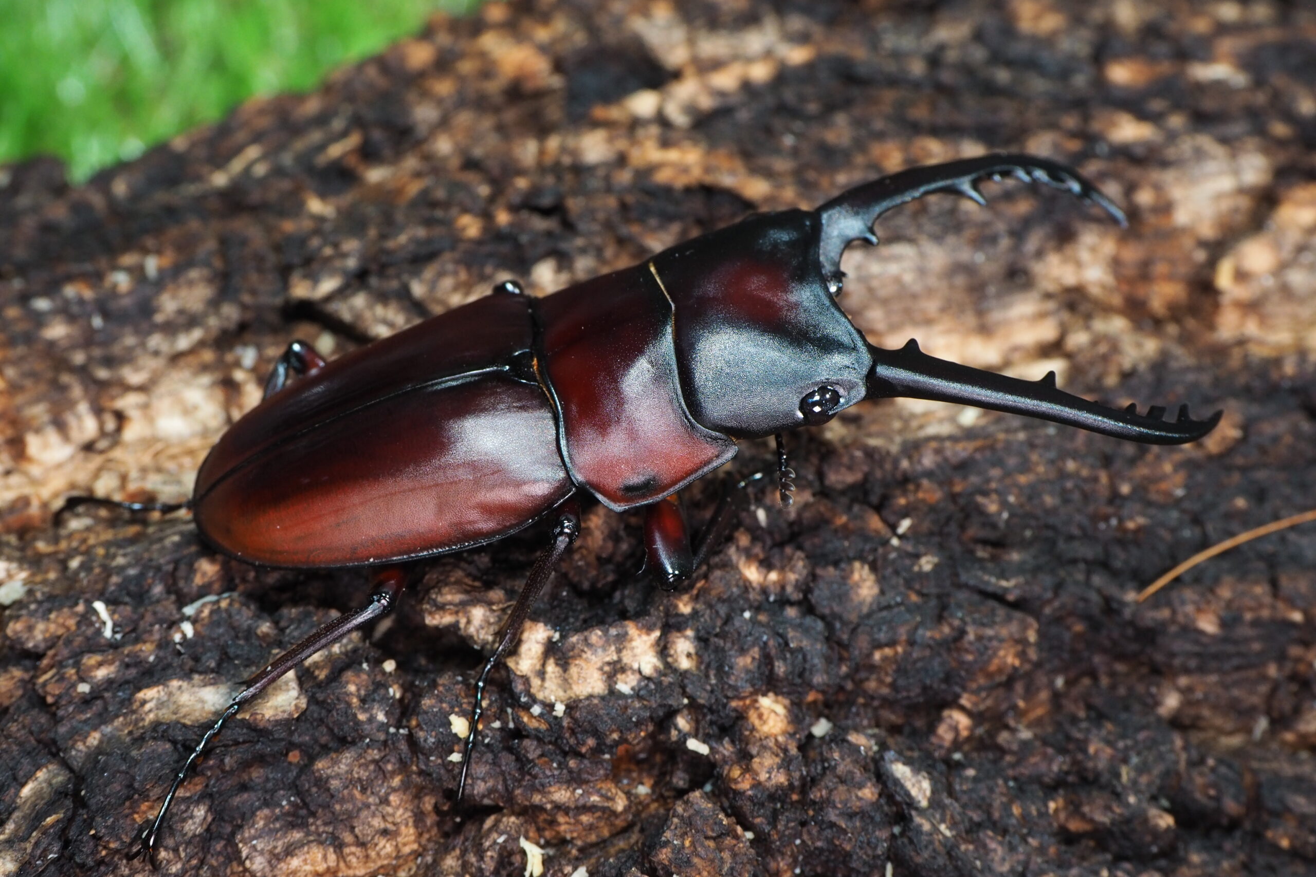 みもドルサリスヒロミ