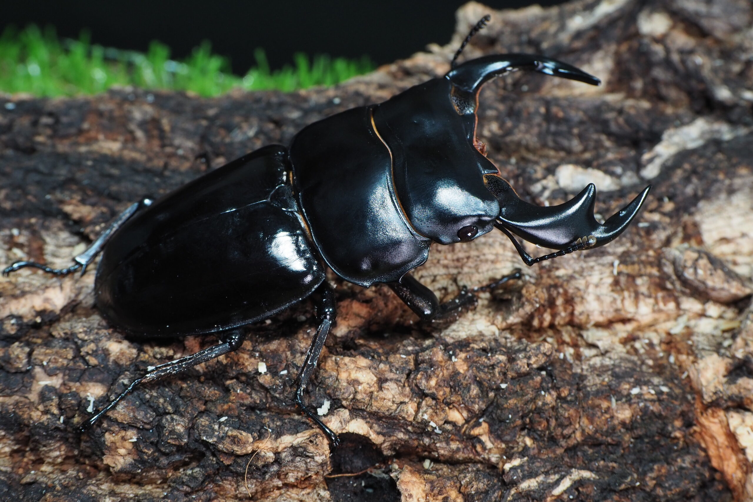 みもインドアンテ