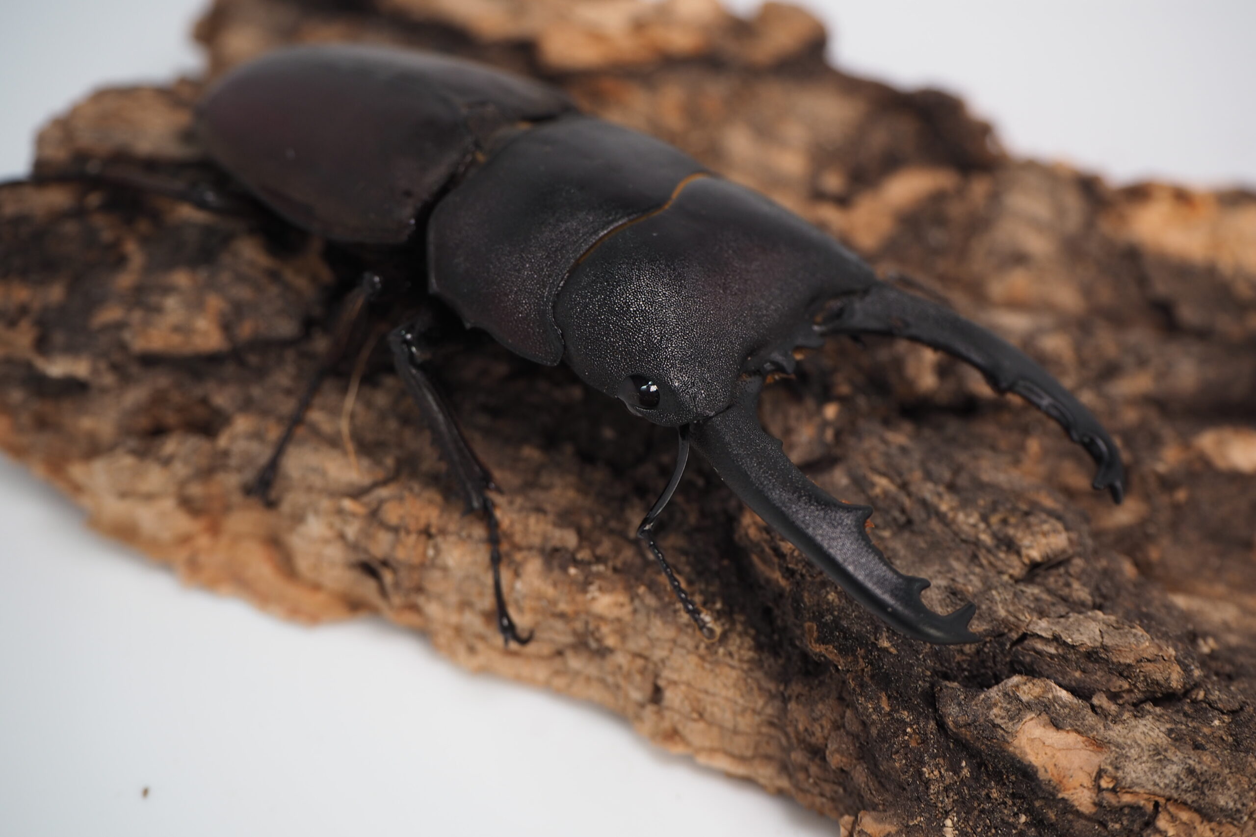 スマトラタウルス