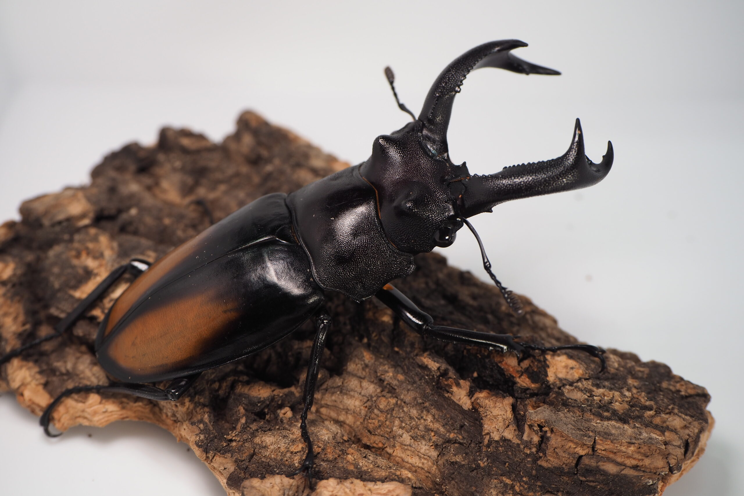 パリーフタマタ