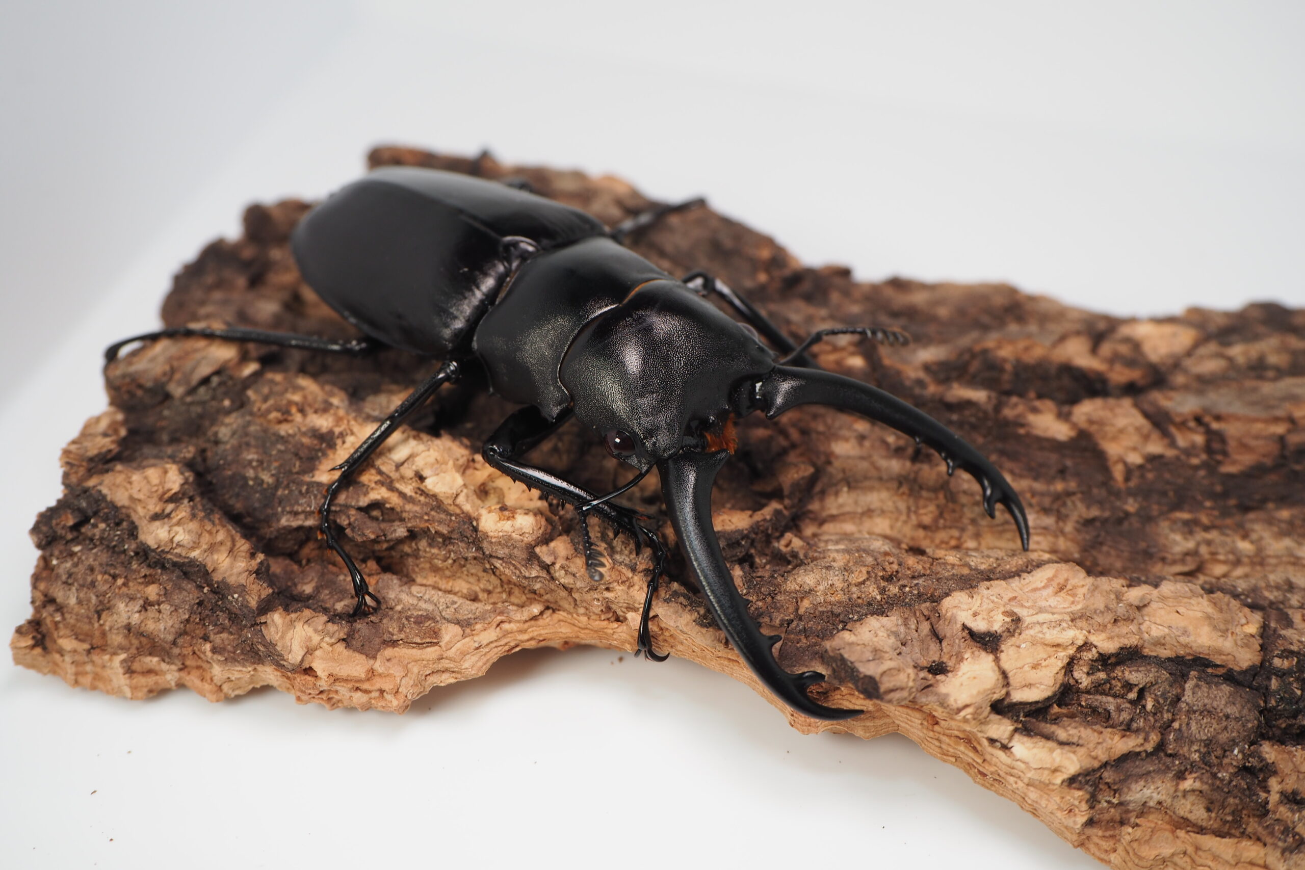 みもティモレンシス