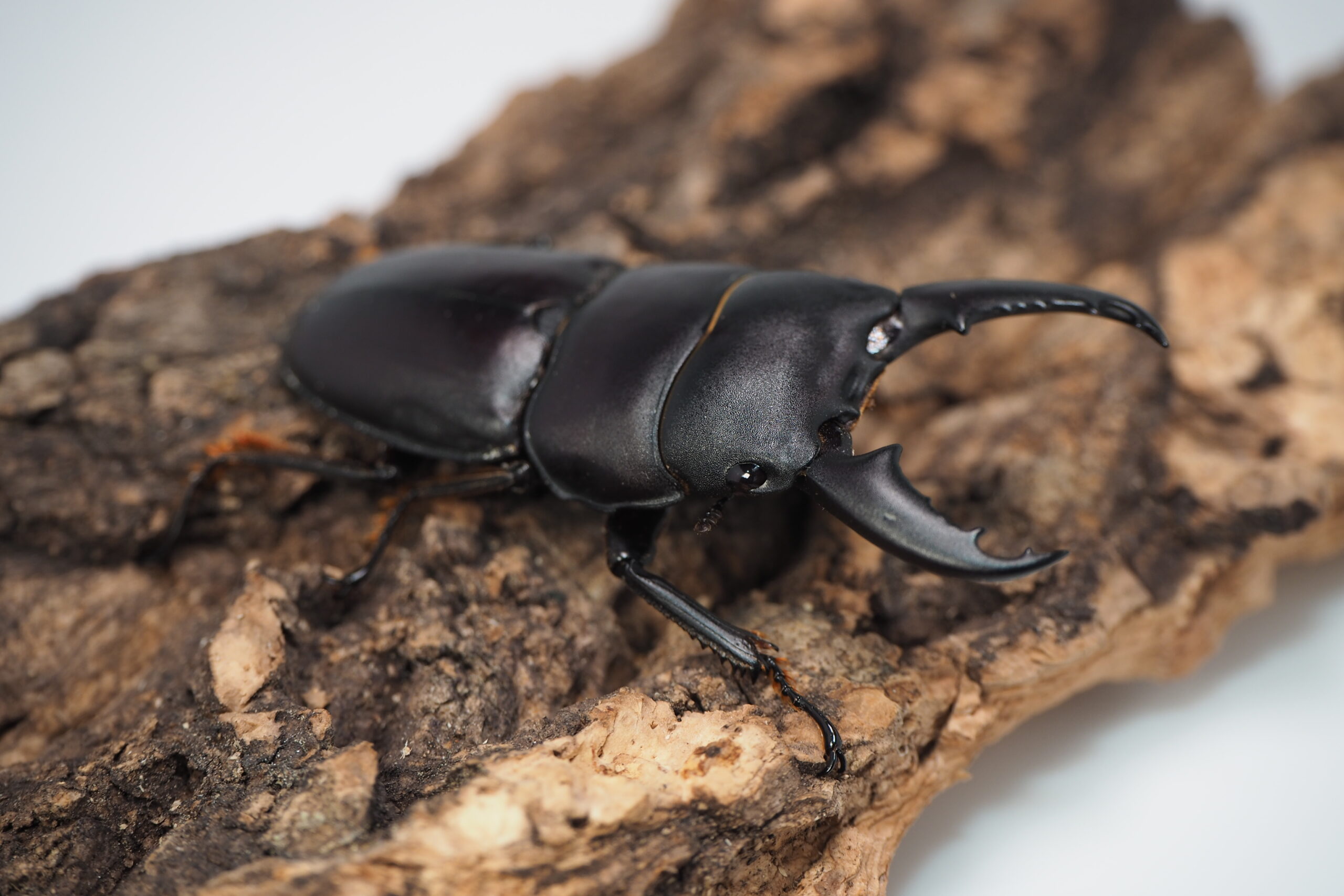 みもインテルメディウス