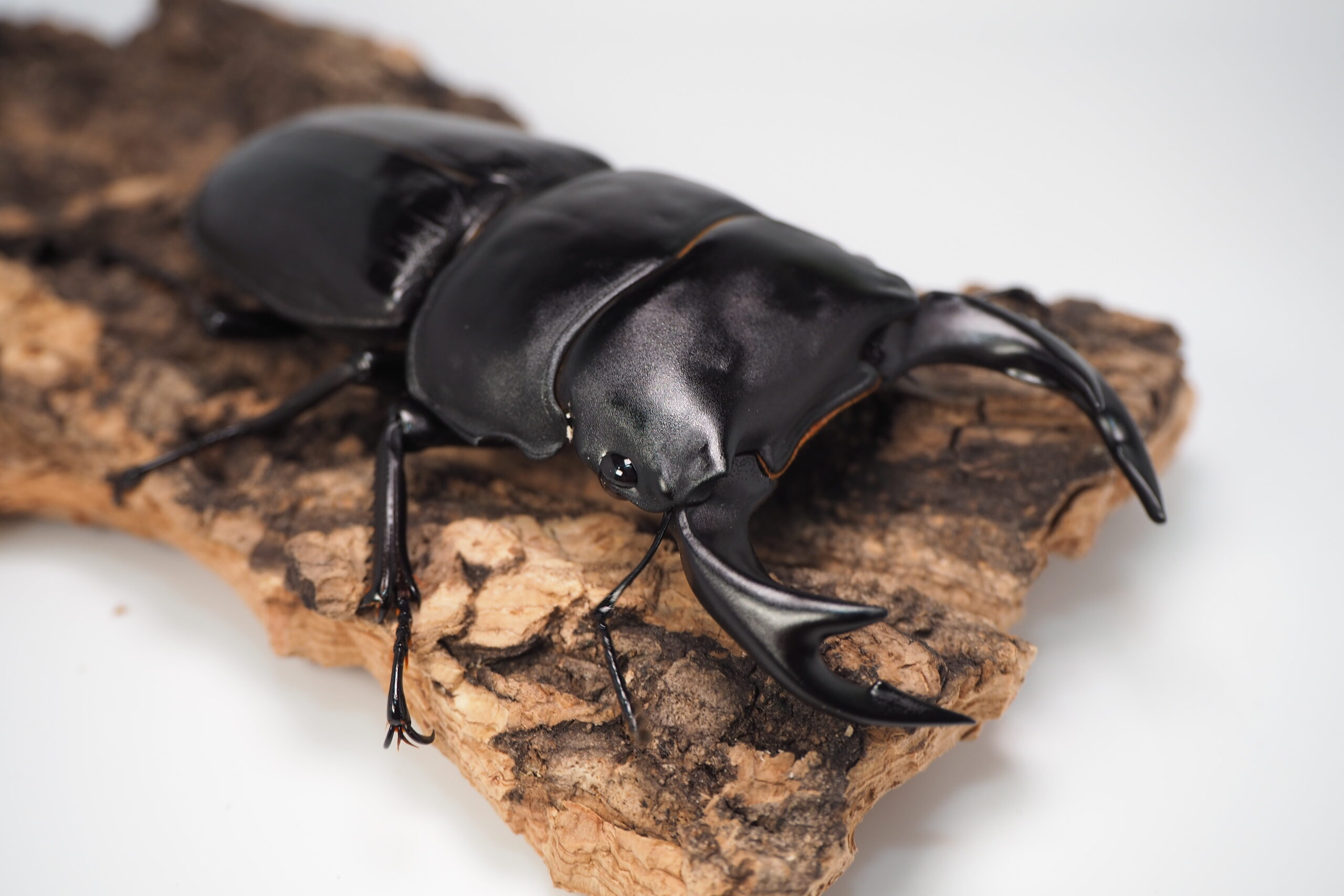 みもタイワンオオクワ