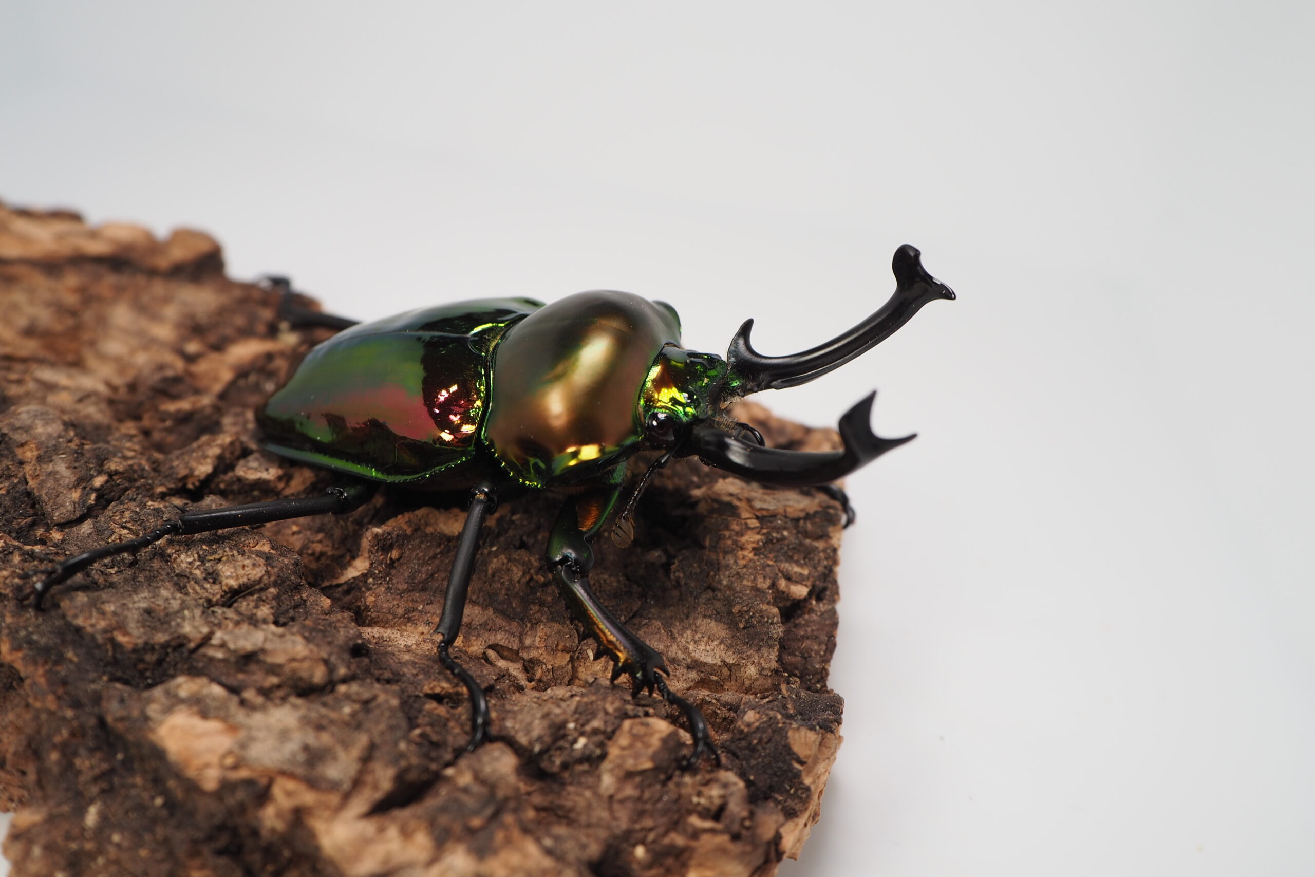 みもニジイロノマ