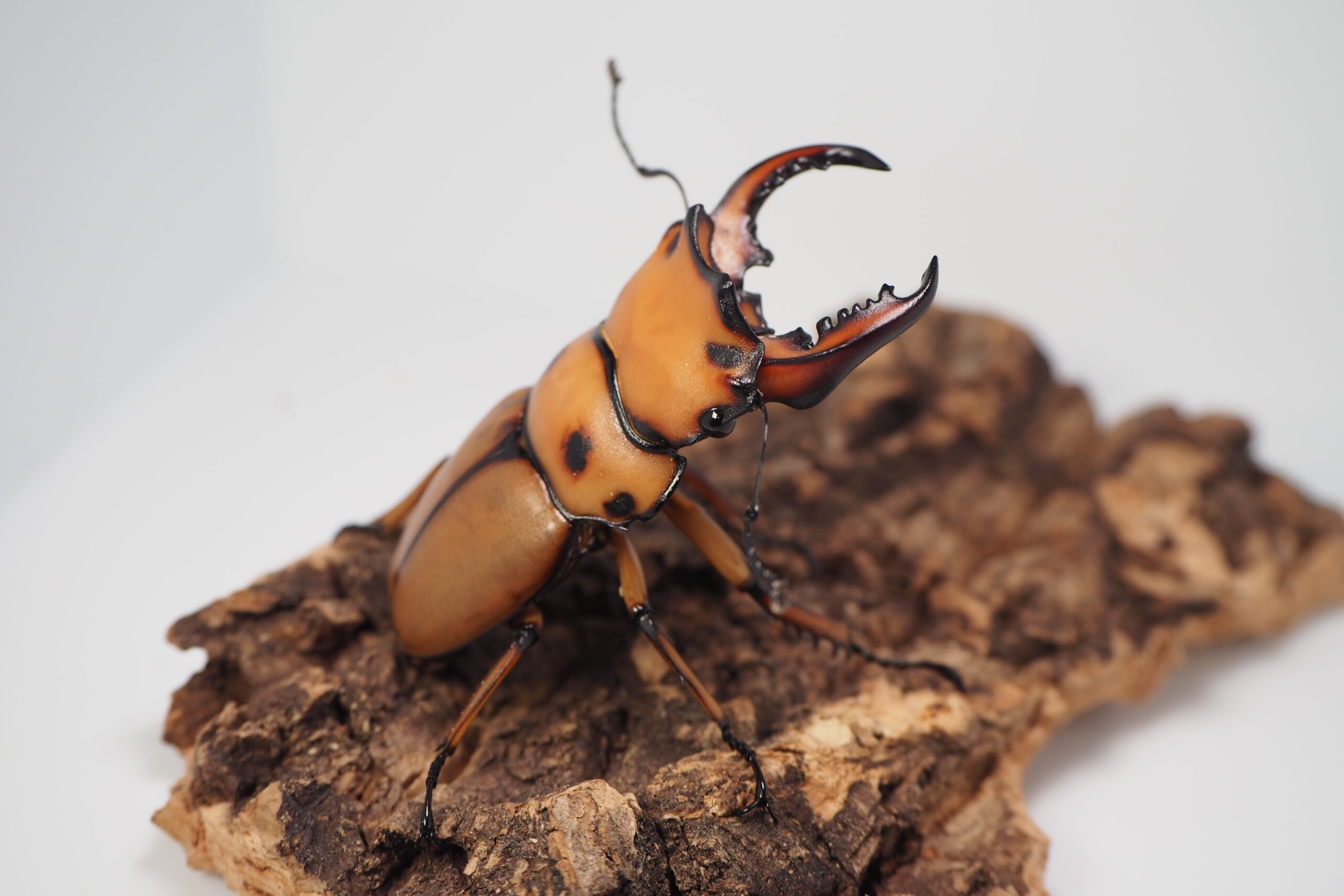 メンガタメリー