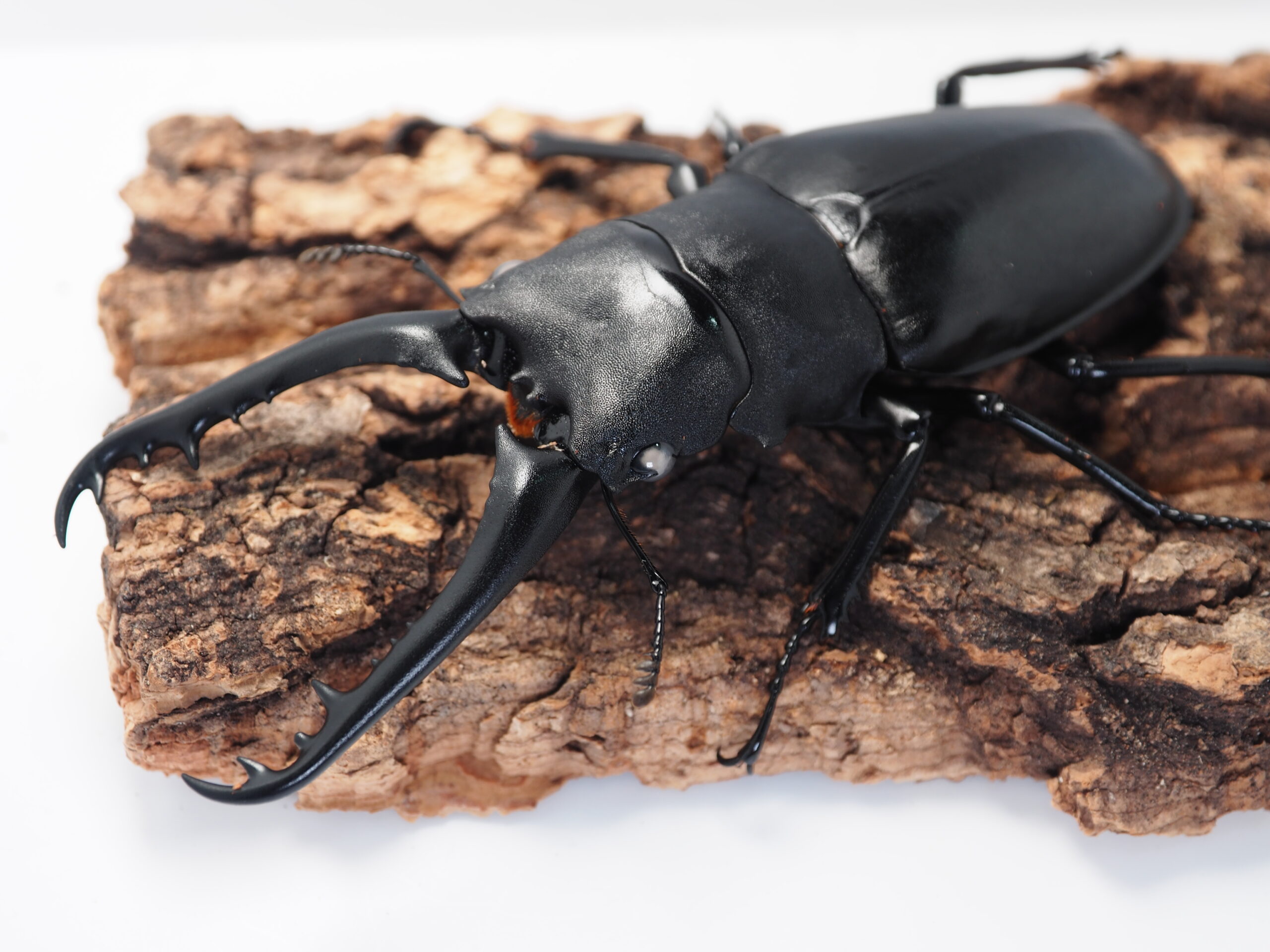 ケイスケホワイトアイ