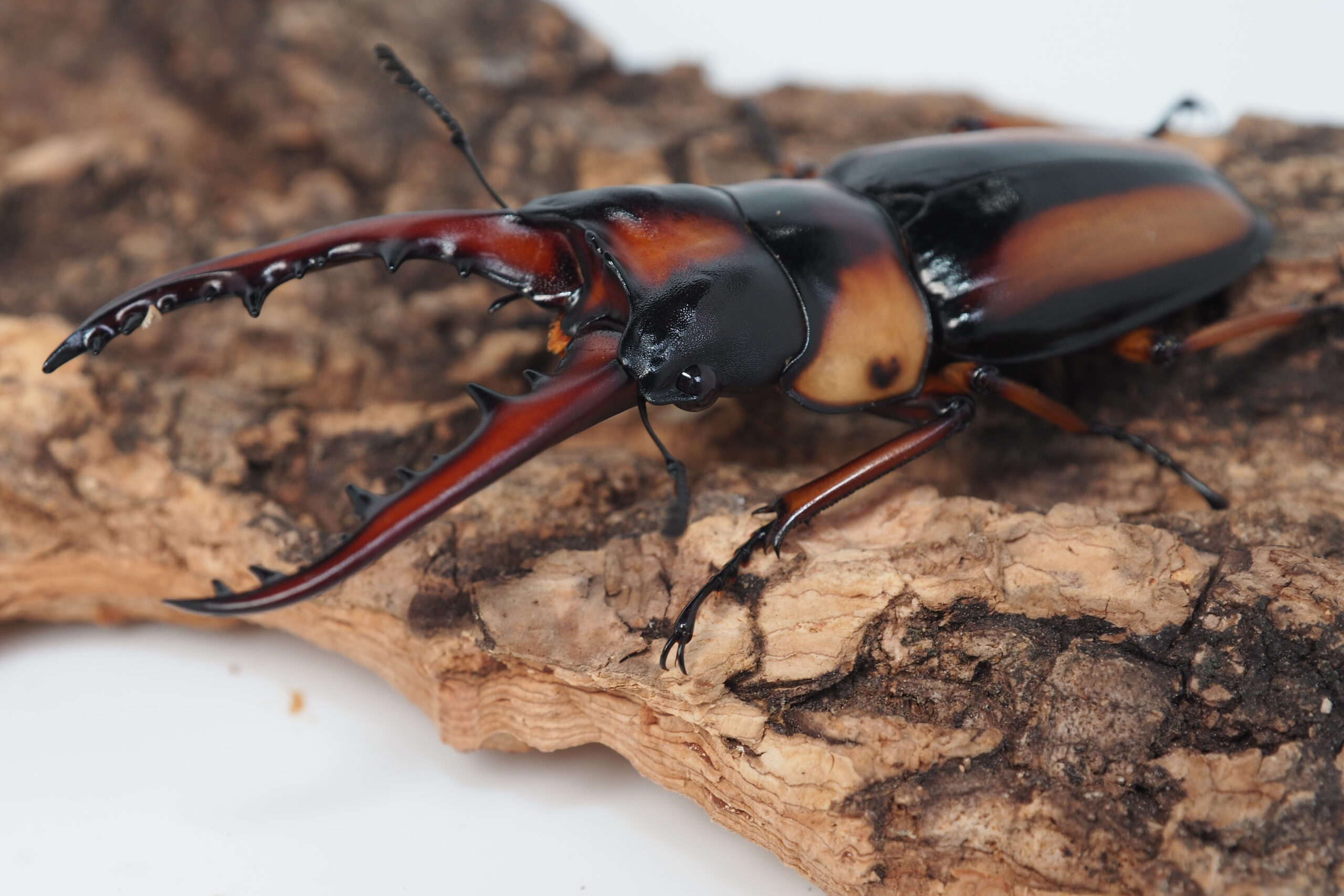 サバゲノコギリ